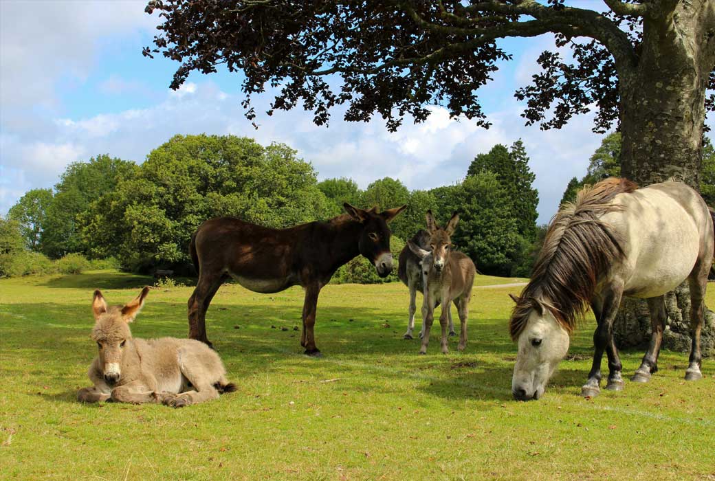 Discover large cottages in the Hampshire countryside