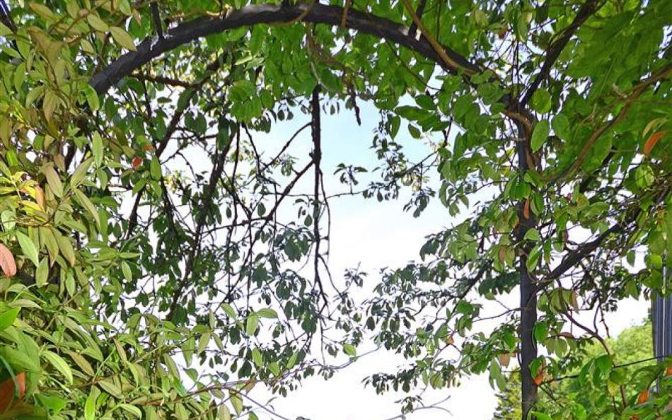 A pretty archway in the garden of Perchwood Cottage leading down to the water