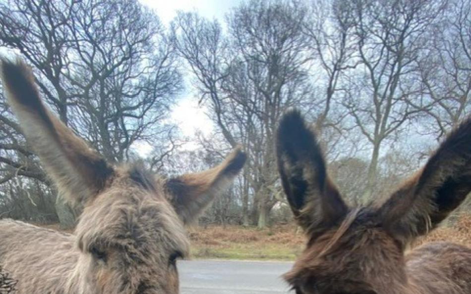New Forest donkeys by the gate at Heather Cottage