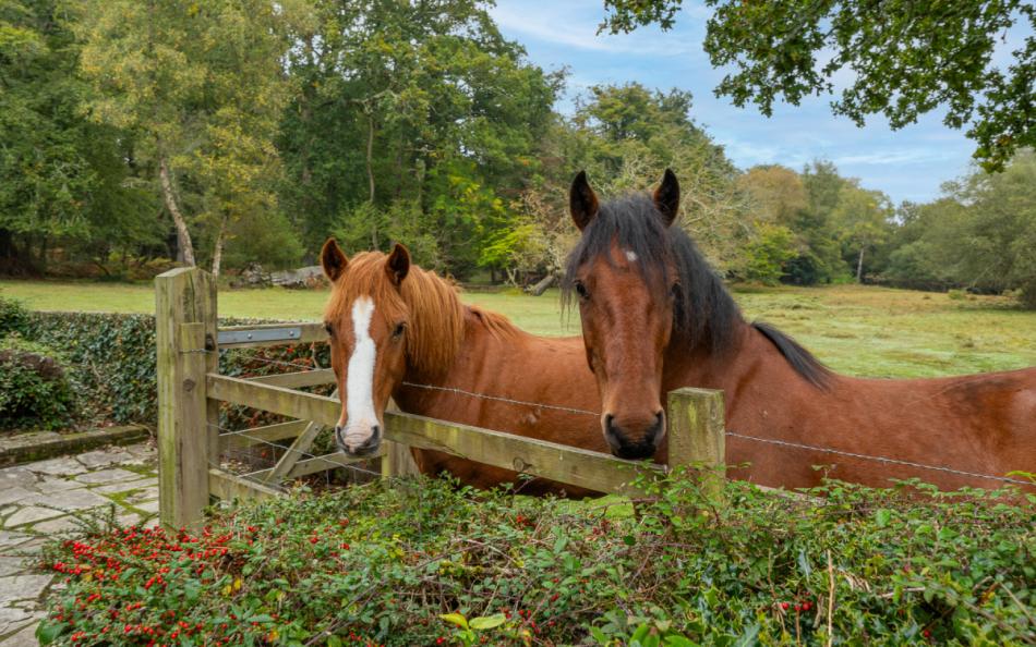 New Forest horses