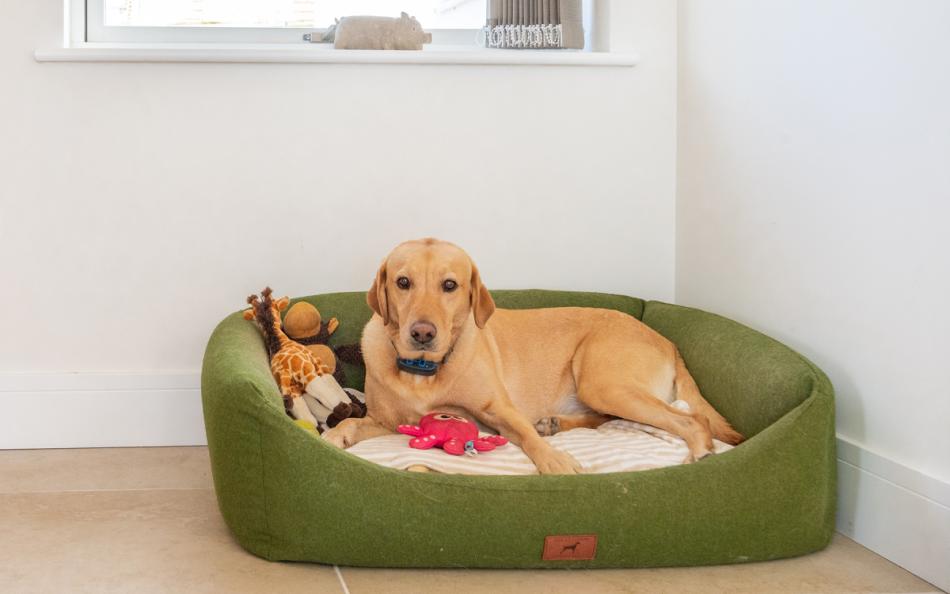 Dog friendly at Longstone holiday cottage