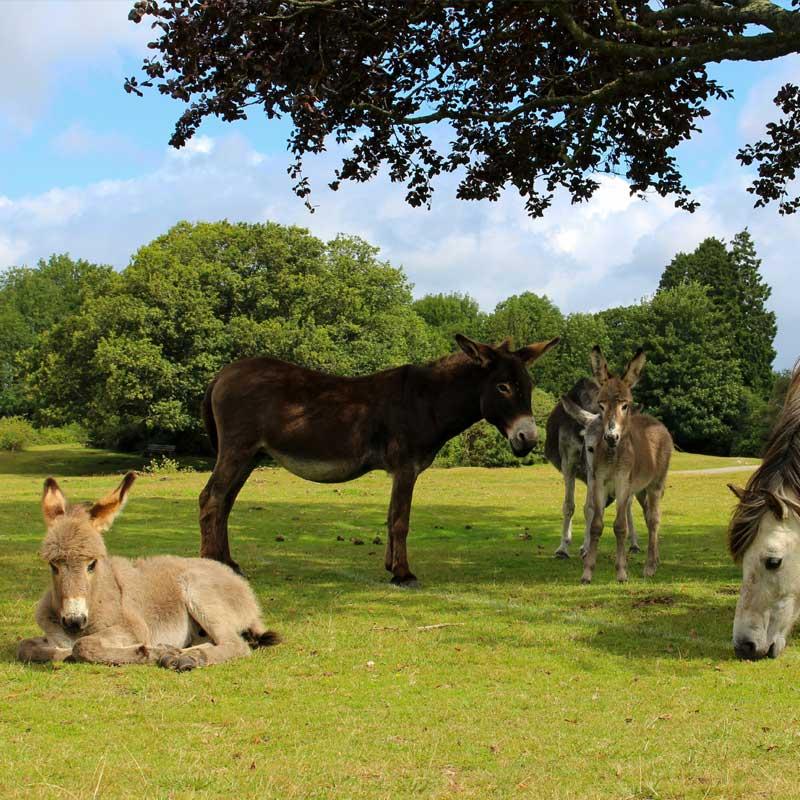 Find Large Cottages in Hampshire that Sleeps 8 or More