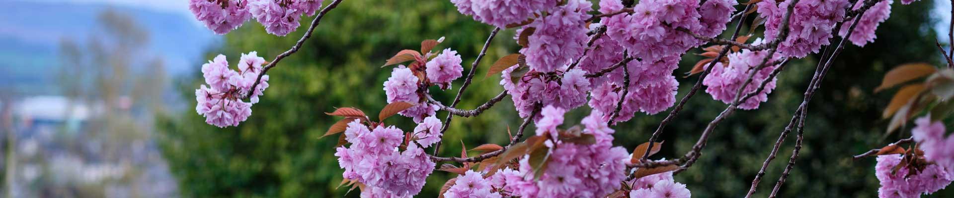 Large holiday cottages available near Penrith in Cumbria, suitable for families and group bookings who enjoy days walking and visiting historical sites before heading back to large spacious living areas