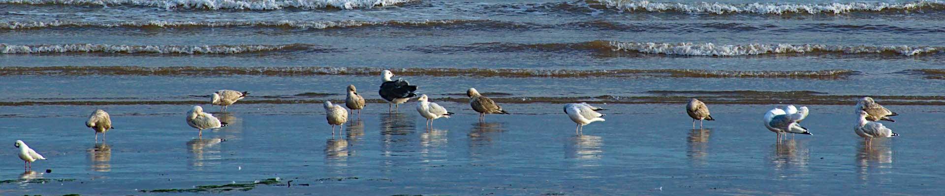Large holiday cottages available in Withernsea, East Yorkshire suitable for families and group bookings who enjoy quiet seaside towns