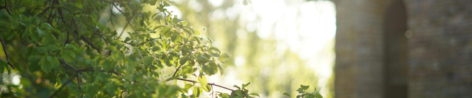 Discover large holiday cottages available in Eye, Suffolk which has accomodation with spacious garden areas