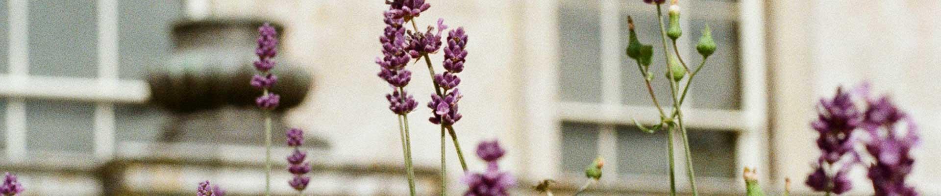 Discover large holiday cottages available in Southam, Warwickshire which has accomodation with beautiful gardens