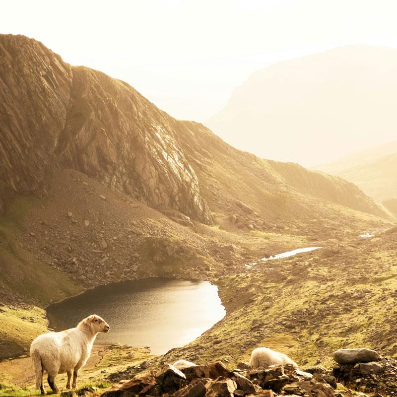 Find Large Cottages in Gwynedd that Sleeps 8 or More